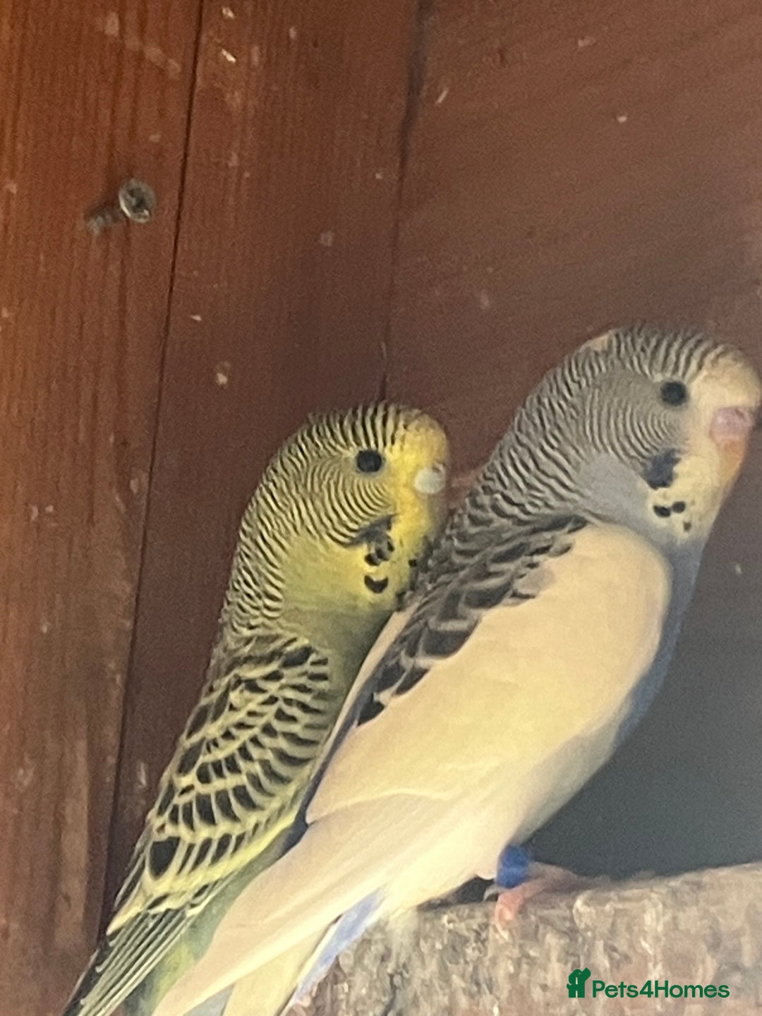 Budgerigars birds for sale: Aviary bred budgies for sale . - Image 9