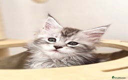 Maine Coon cats for sale: PEDIGREE MAINE COON KITTENS 5 BOYS - Image 2