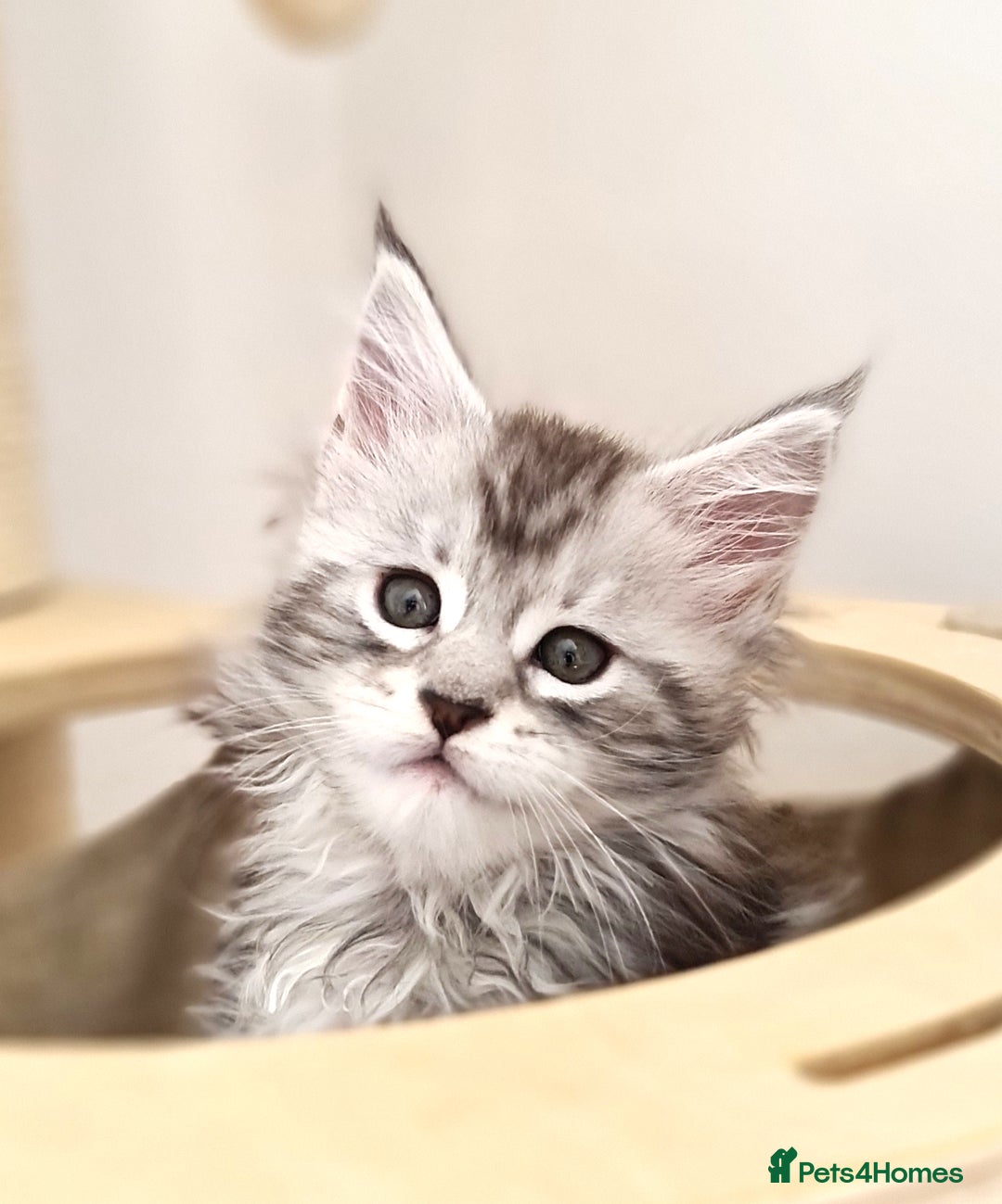 Maine Coon cats for sale: PEDIGREE MAINE COON KITTENS 5 BOYS - Image 2