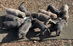 Labrador Retriever dogs for sale: Gorgeous KC Silver & Charcoal Labs - Image 16