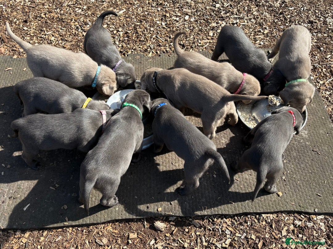 Labrador Retriever dogs for sale: Gorgeous KC Silver & Charcoal Labs - Image 16