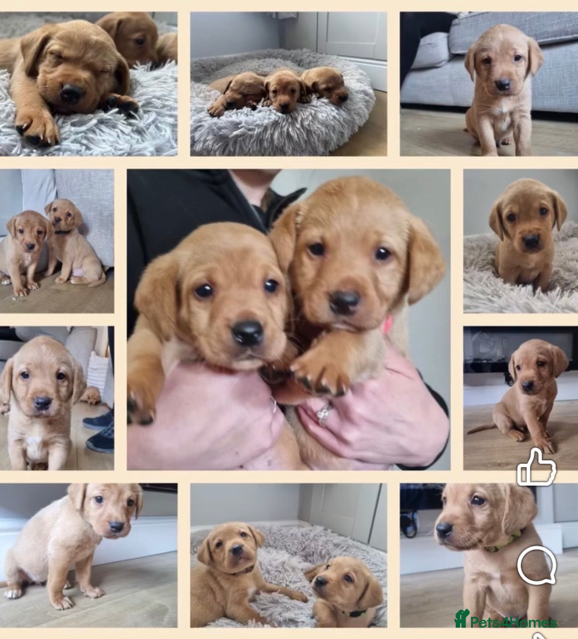 Labrador Retriever dogs KC Reg Labrador Fox Red only 2 girls/4 boys left - Advert 5