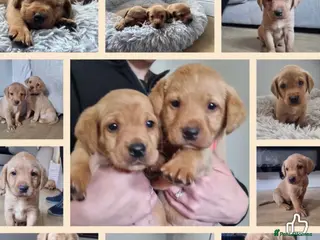 Labrador Retriever dogs KC Reg Labrador Fox Red only 2 girls/4 boys left - Advert 5