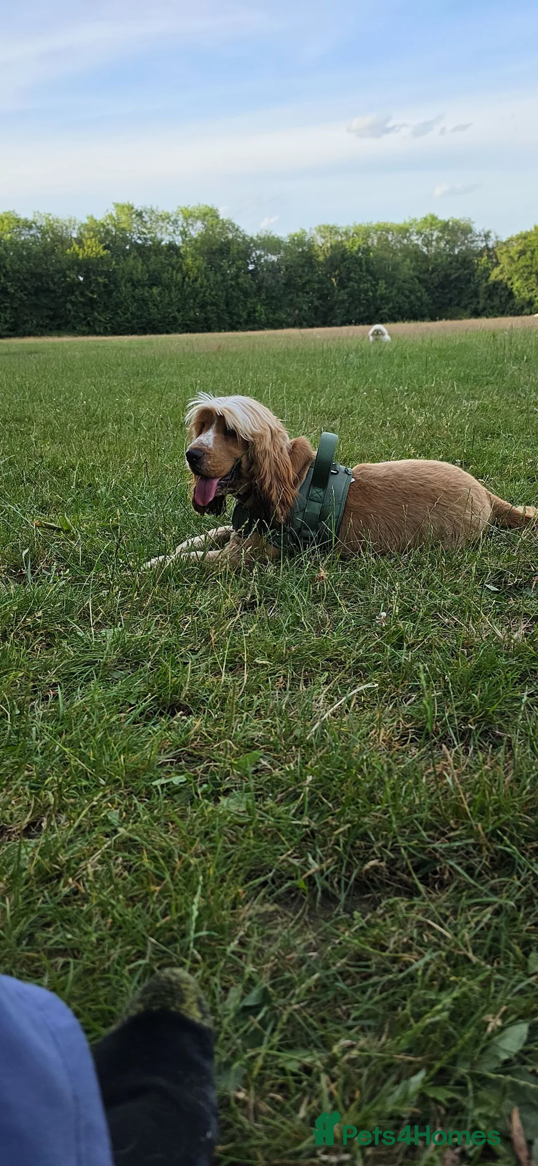 Cocker Spaniel dogs for stud:  Cooper English spaniel  - Advert 2