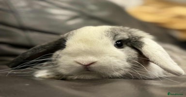 Mini Lop rabbits - Advert 6