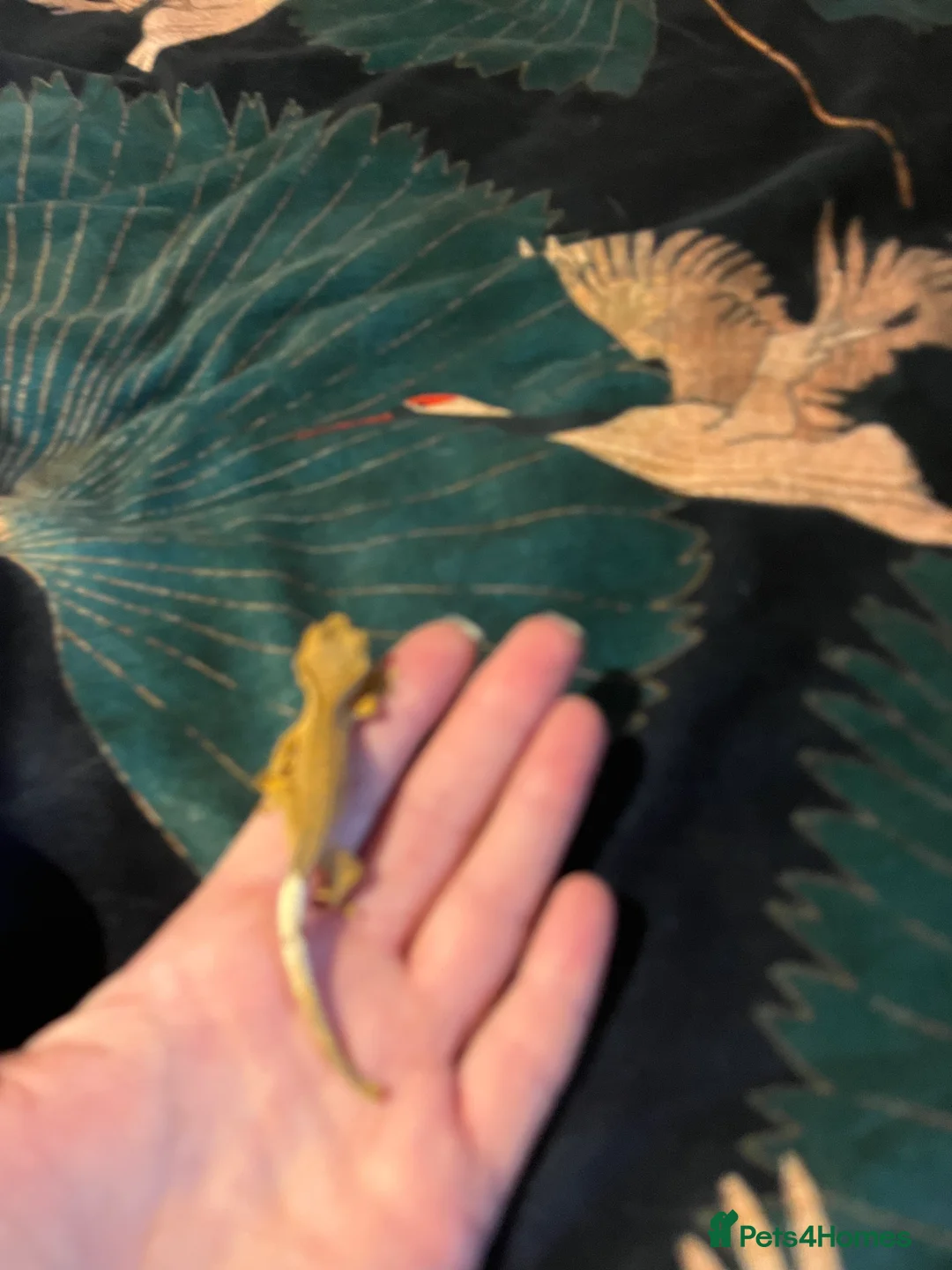 Gecko reptiles for sale: Crested gecko babies  - Advert 9