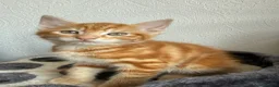 Mixed Breed cats for sale: 4 beautiful kittens  - Advert 5