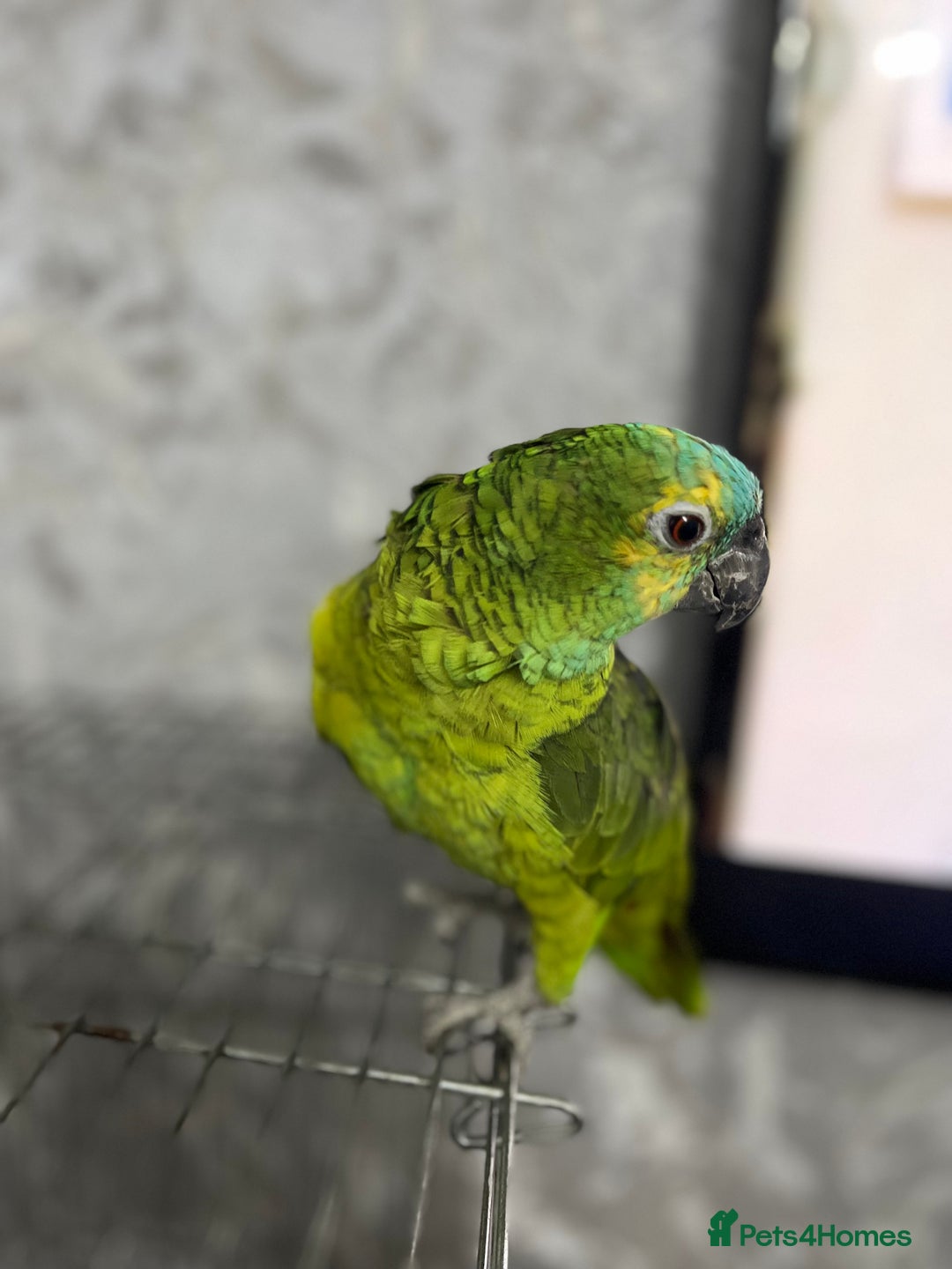 Parrots birds for sale: TAME AND TALKING FEMALE BLUE FRONT AMAZON WITH DNA - Advert 11