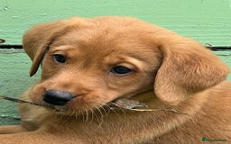 Labrador Retriever dogs for sale: Kc reg fox red Labradors  - Advert 6