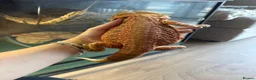 Bearded Dragon reptiles for sale: Bearded dragon - Advert 2