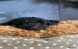 Maltipoo dogs for sale: Maltipoo pups ready to go around 22nd December - Advert 1