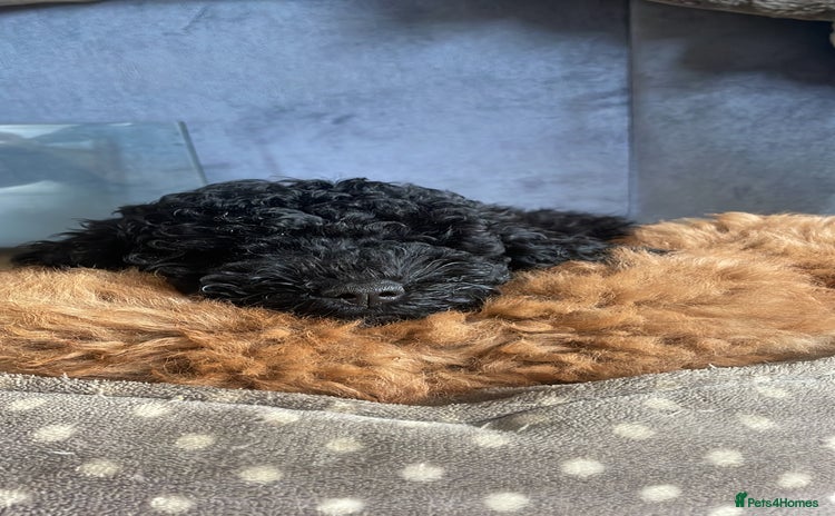 Maltipoo dogs Maltipoo pups ready to go around 22nd December - Advert 1