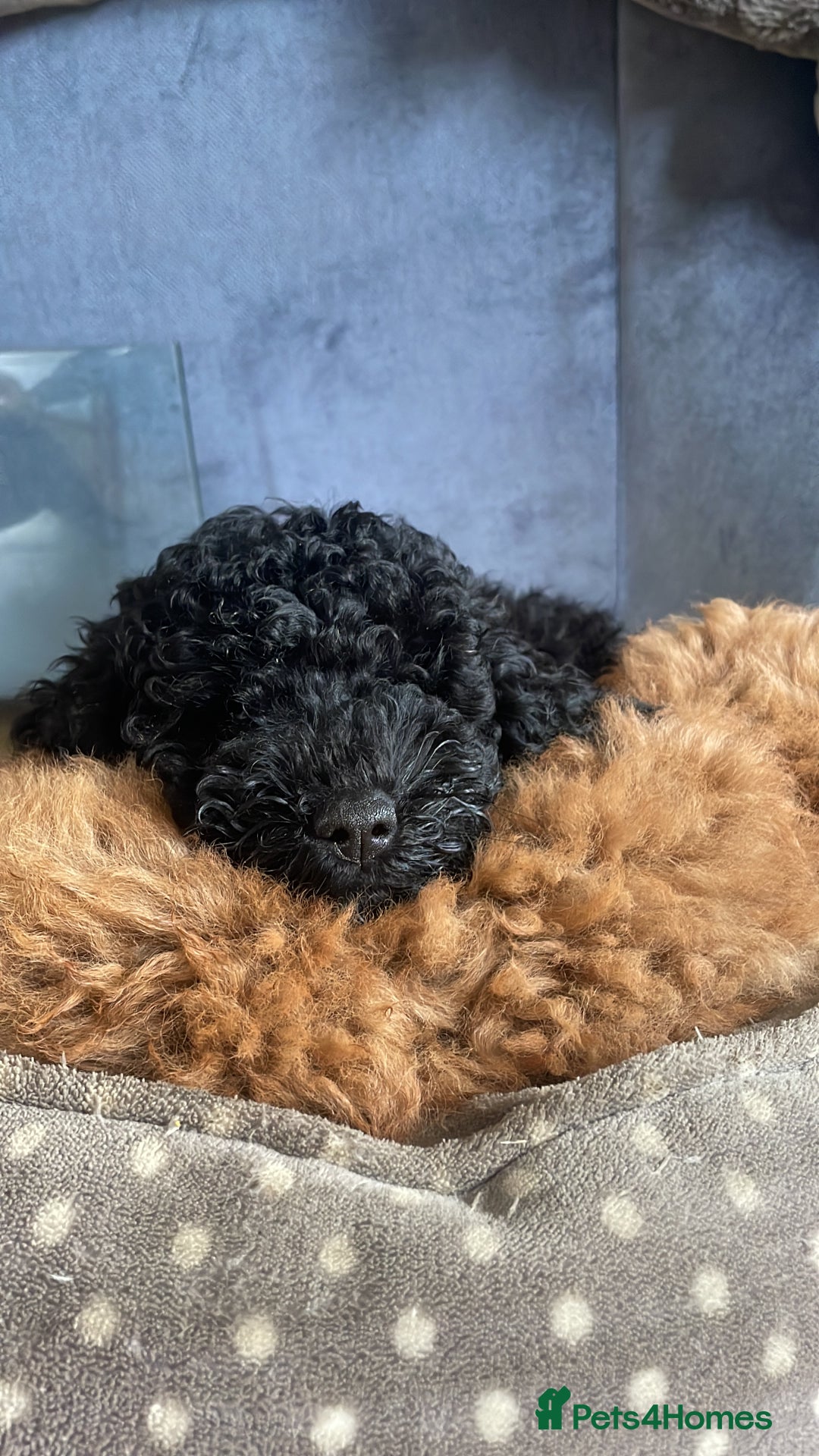 Maltipoo dogs for sale: Maltipoo pups ready to go around 22nd December - Advert 1