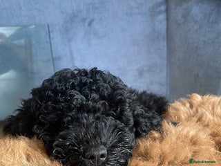 Maltipoo dogs Maltipoo pups ready to go around 22nd December - Advert 13