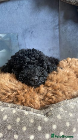 Maltipoo dogs Maltipoo pups ready to go around 22nd December - Advert 1