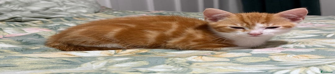 Domestic Shorthair Kitten 2