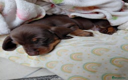 Dachshund dogs for sale: Miniature Daschund - Image 28