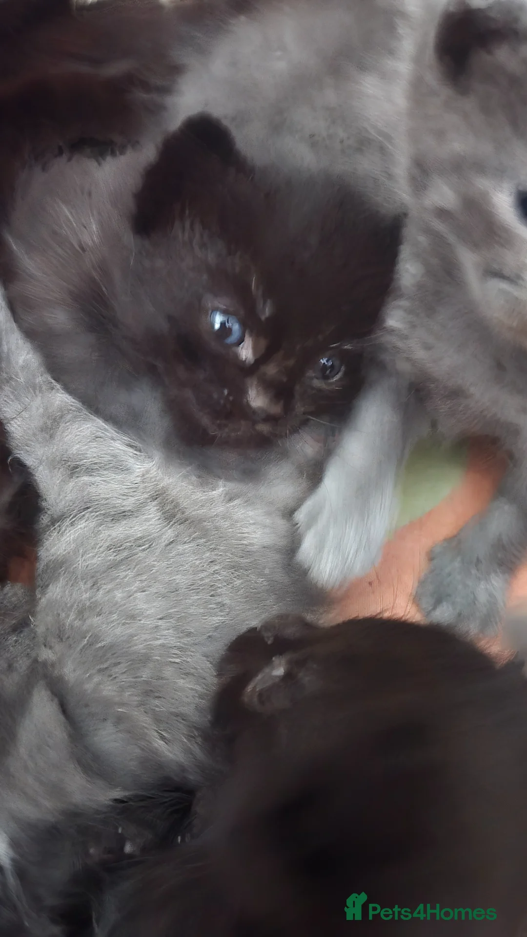 Mixed Breed cats for sale: Adorable Kittens for Sale  - Advert 2