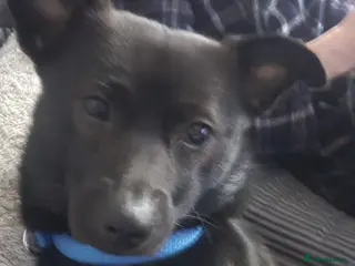 Mixed Breed dogs Jack - Advert 4