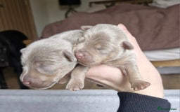 Jack Russell dogs for sale: Miniature Lilac & Blue Jack Russell puppies  - Image 3