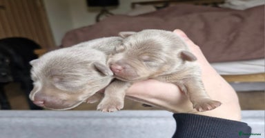Jack Russell dogs - Advert 1