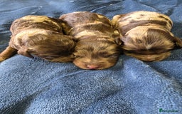 Cockapoo dogs for sale: Cockapoo puppies - Image 5