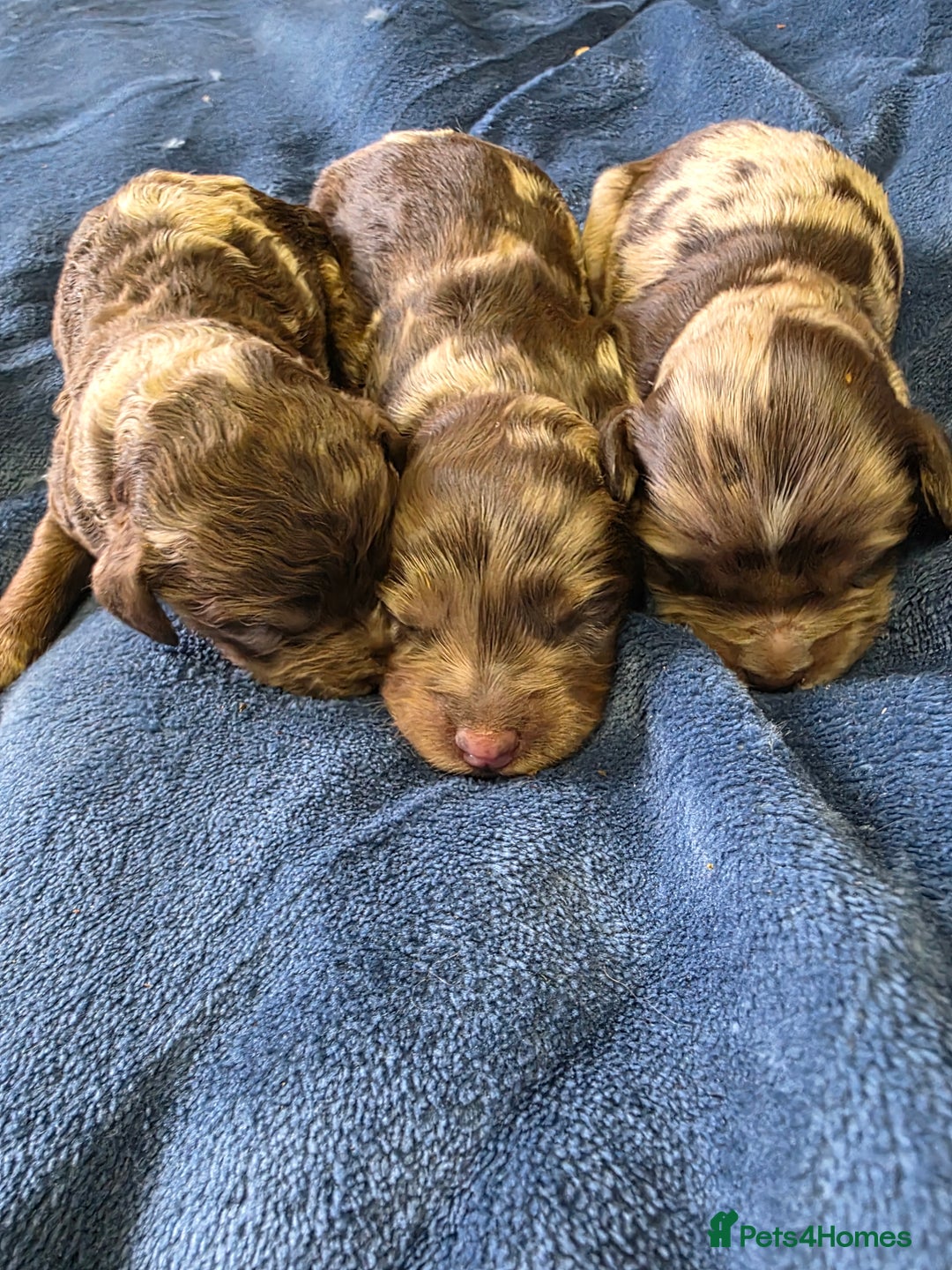 Cockapoo dogs for sale: Cockapoo puppies - Image 5
