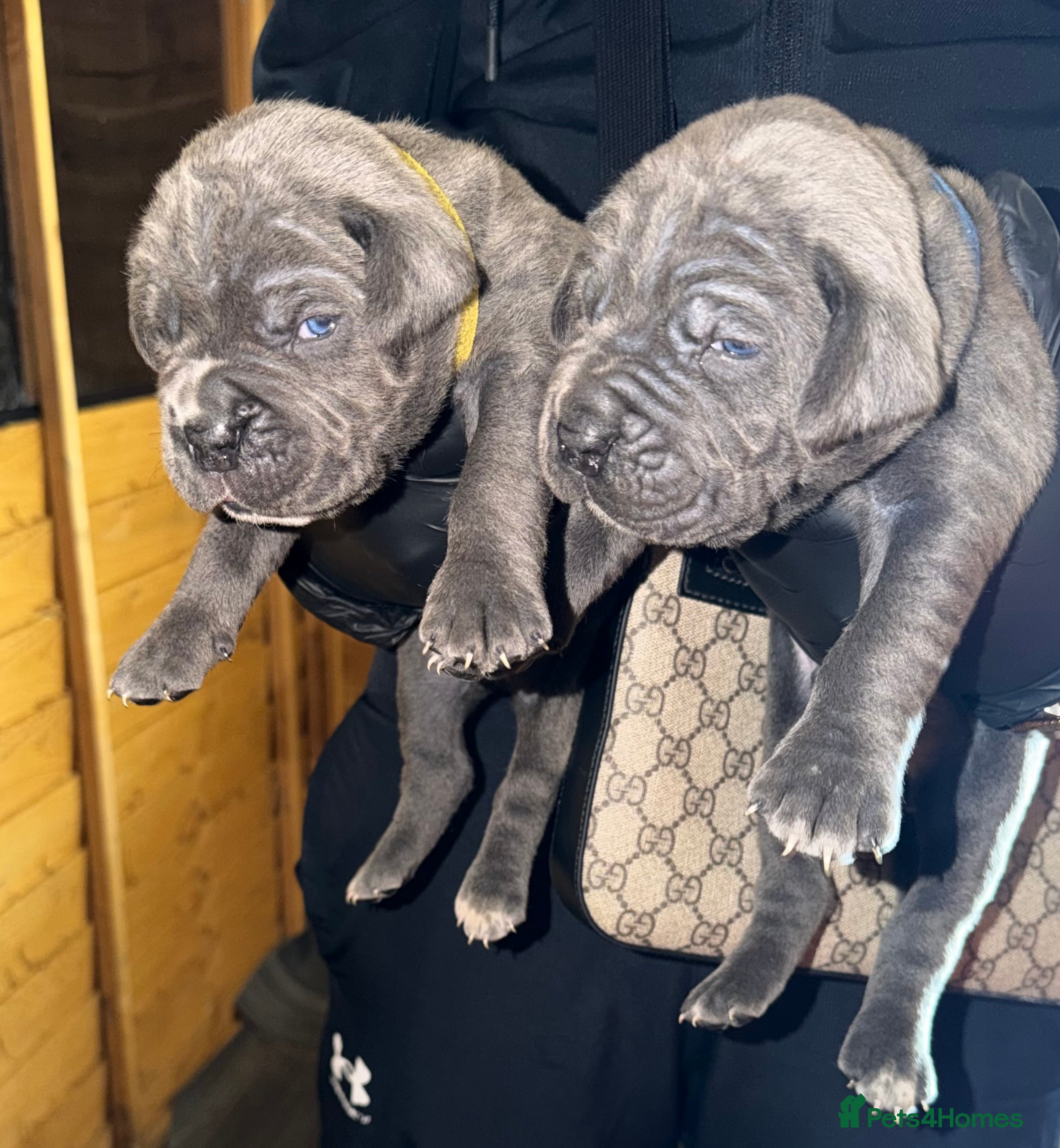Cane Corso dogs PURE CANE CORSO PUPPIES FOR SALE !!!! - Advert 5