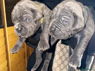 Cane Corso dogs PURE CANE CORSO PUPPIES FOR SALE !!!! - Advert 5