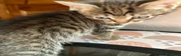 Mixed Breed cats for sale: Beautiful tabby half bengal kittens  - Advert 8
