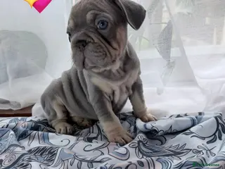 French Bulldog dogs FrenchBulldog Puppies - Advert 5