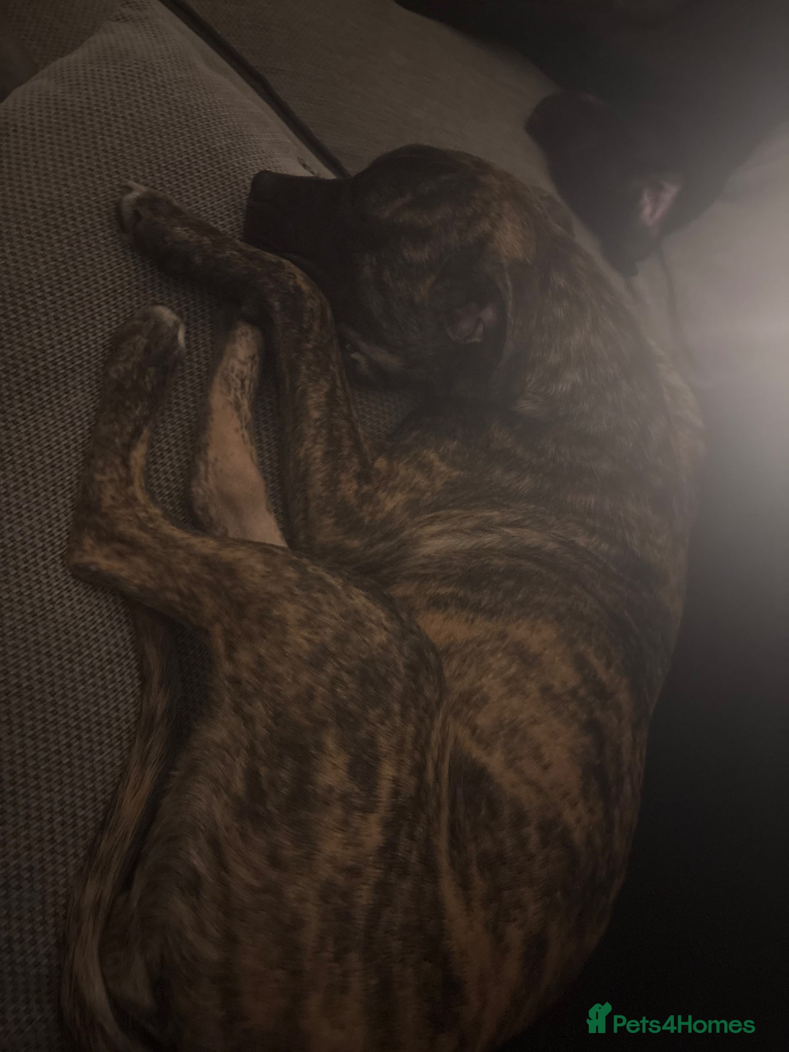 American Bull Staffy dogs 6 month old staffy - Advert 1