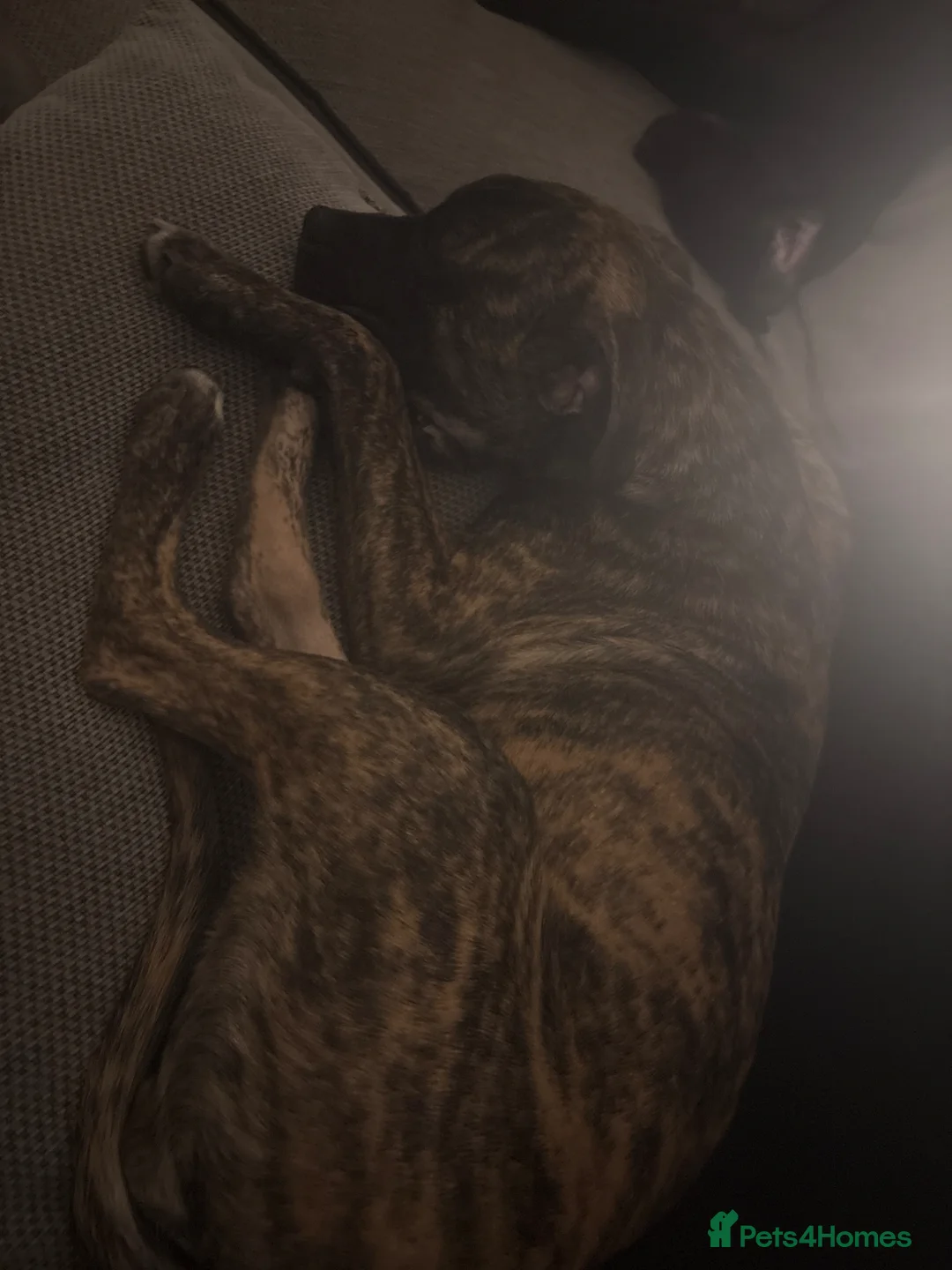 American Bull Staffy dogs for sale: 6 month old staffy - Advert 1