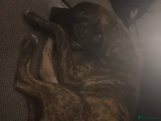 American Bull Staffy dogs 6 month old staffy - Advert 1