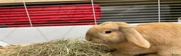 Dwarf Lop rabbits for sale: Male Dwarf lop Ready now 🐰♥️🐰  - Advert 4