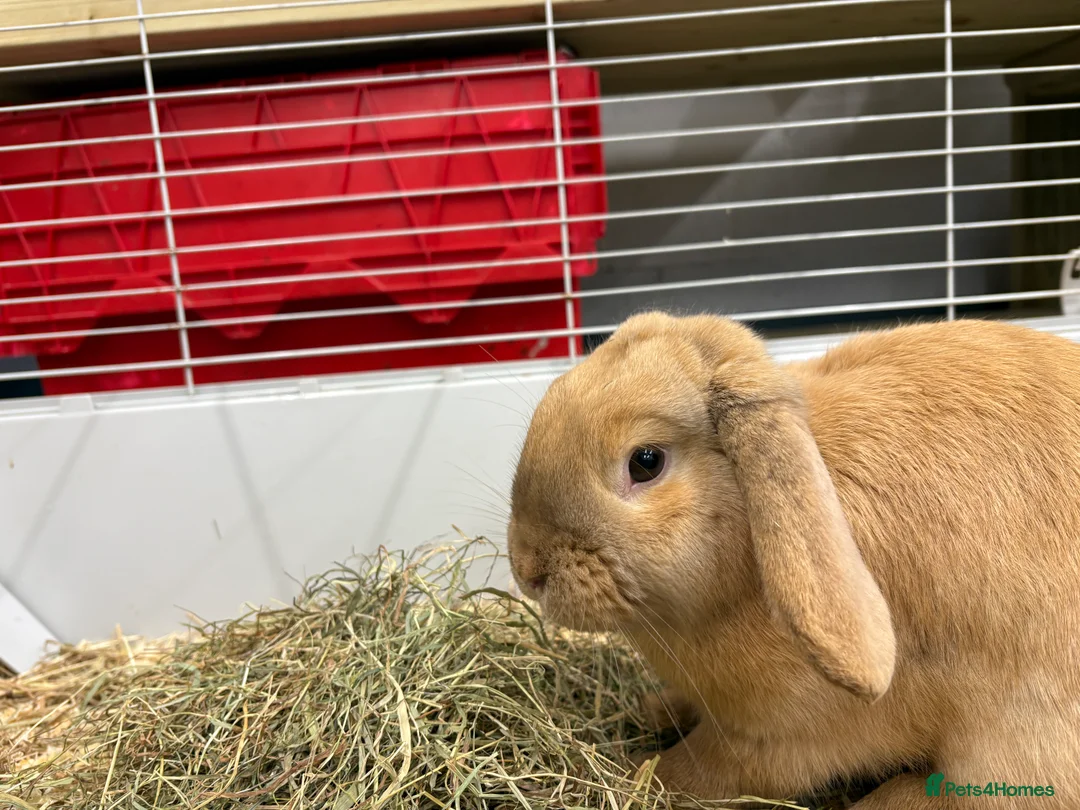 Dwarf Lop rabbits for sale: Male Dwarf lop Ready now 🐰♥️🐰  - Advert 4