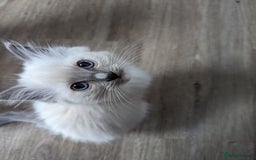 Ragdoll cats for sale: Gorgeous Ragdoll kittens  - Image 18
