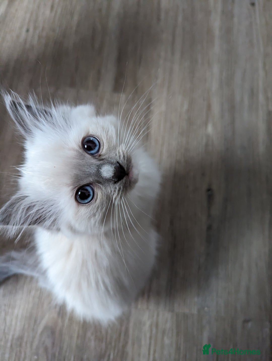 Ragdoll cats for sale: Gorgeous Ragdoll kittens  - Image 18