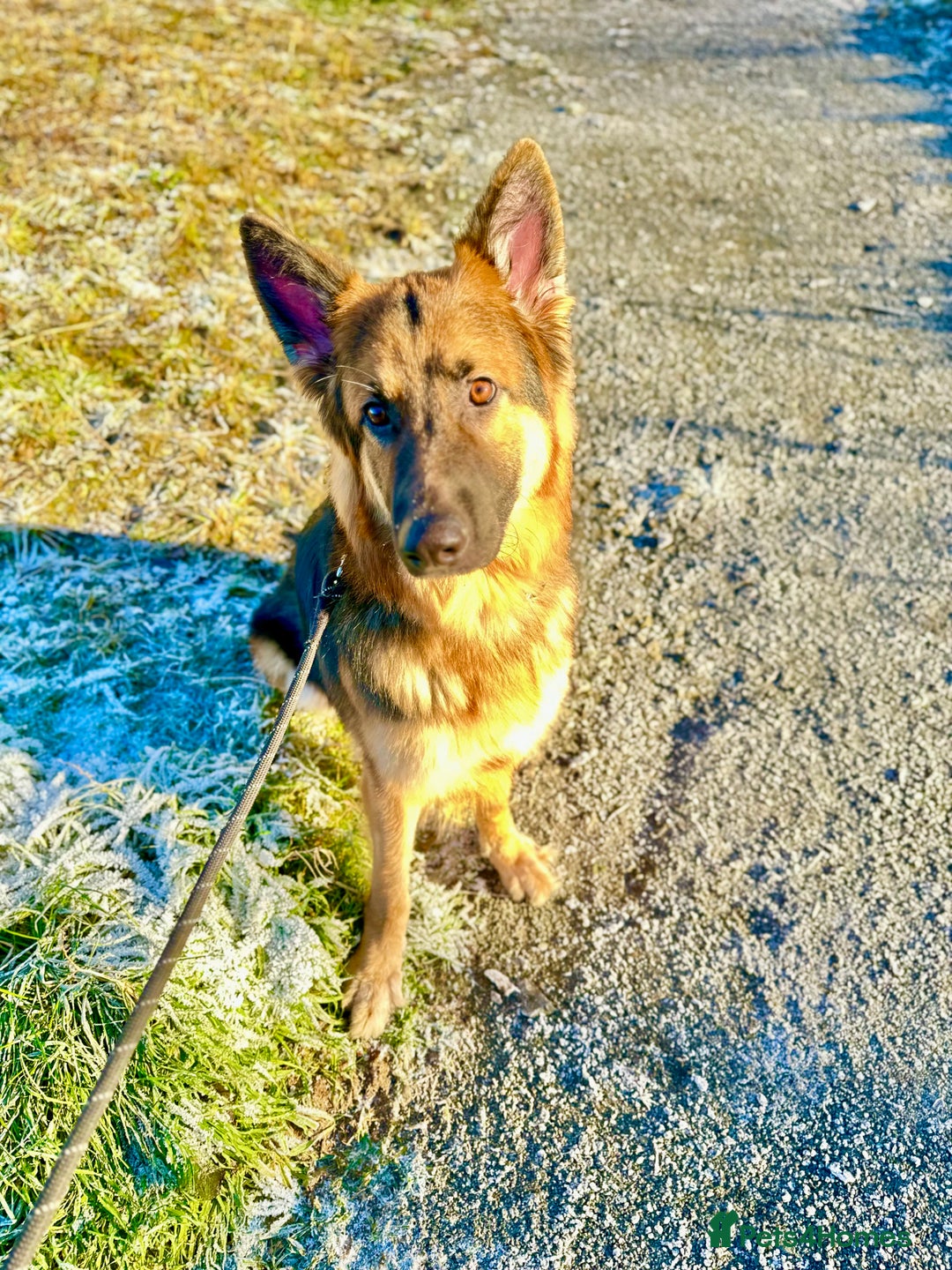 German Shepherd dogs for sale: German Shepherd looking for his forever home  - Advert 1