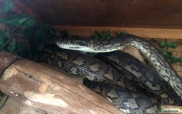 Python Snake reptiles for sale: Carpet python  - Advert 3