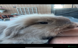 Mini Lion Lop rabbits for sale: Bonded lion lops looking for loving home  - Image 7