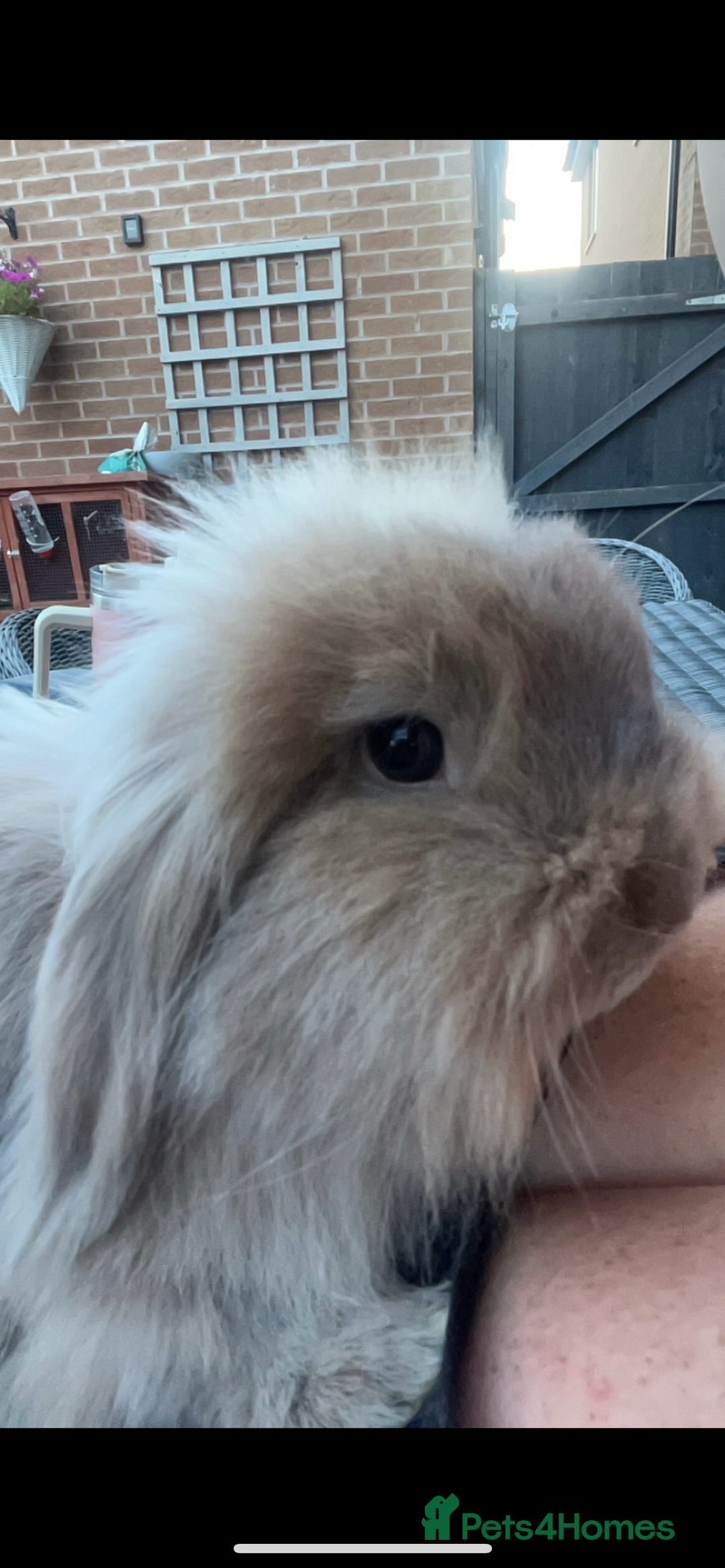 Mini Lion Lop rabbits for sale: Bonded lion lops looking for loving home  - Image 7