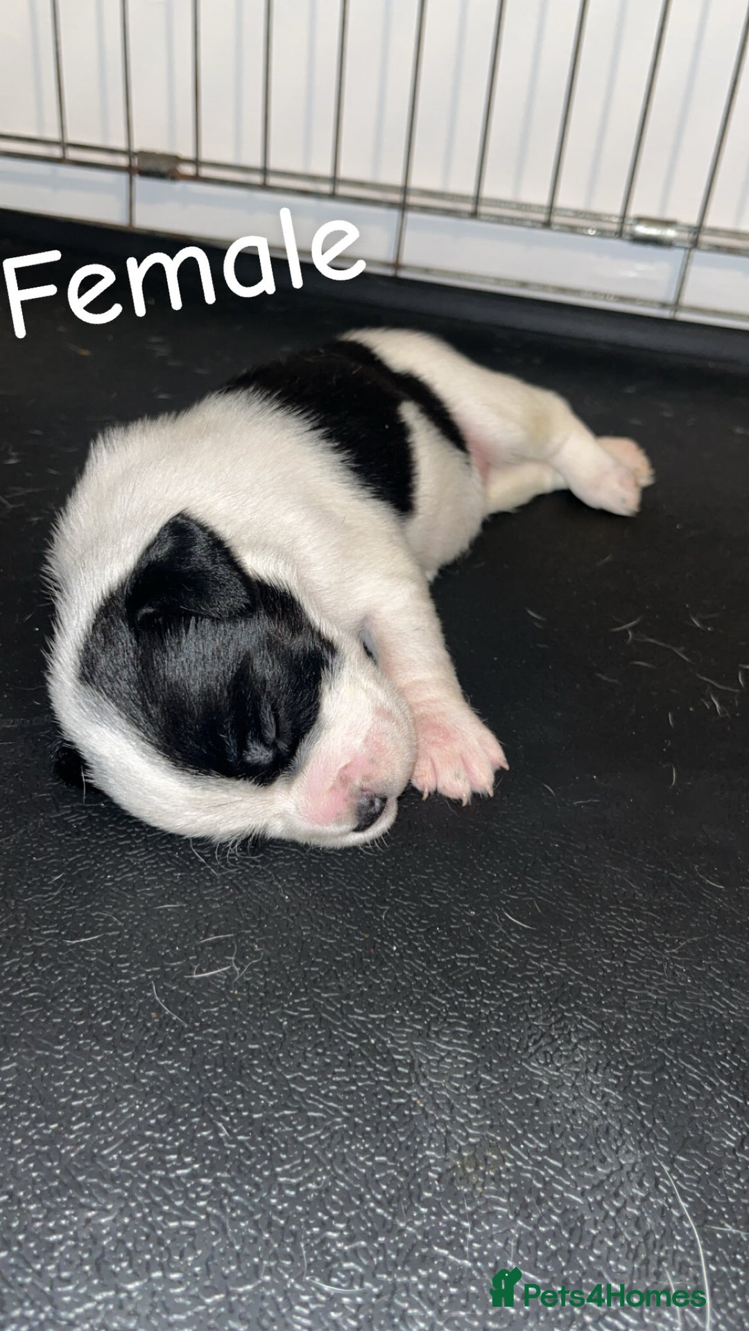 Mixed Breed dogs for sale: 6 spaniel, beagle, jack Russell cross for sale  - Image 5