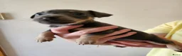 Jack Russell dogs for sale: Blue and sandy Jack Russell puppies - Advert 10