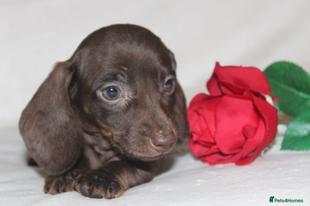 Dachshund dogs for sale: 🌿 Ultimate Miniature Dachshunds 🌿 - Advert 1