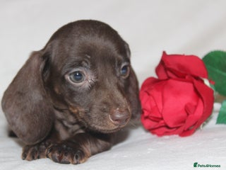 Dachshund dogs 🌿 Ultimate Miniature Dachshunds 🌿 - Advert 4