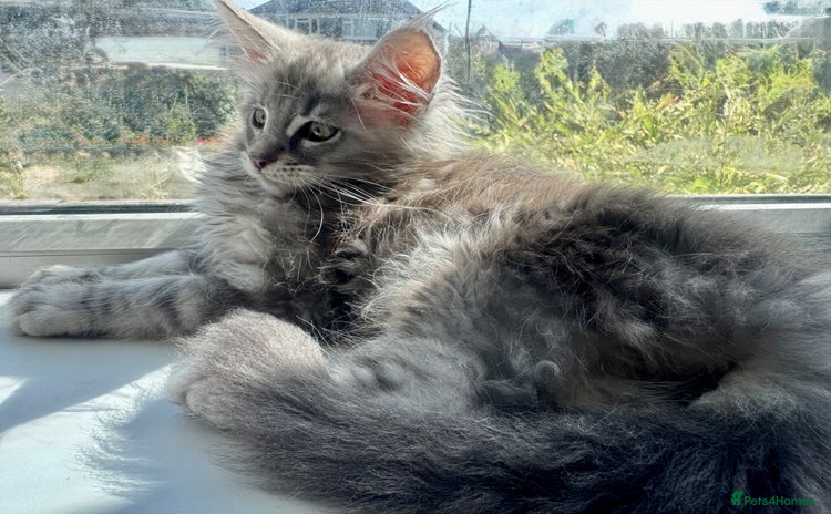 Maine Coon cats - Advert 3