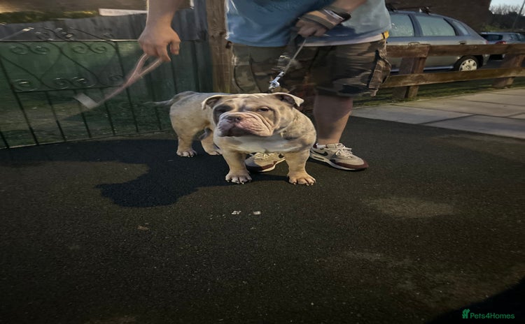 English Bulldog dogs - Advert 3
