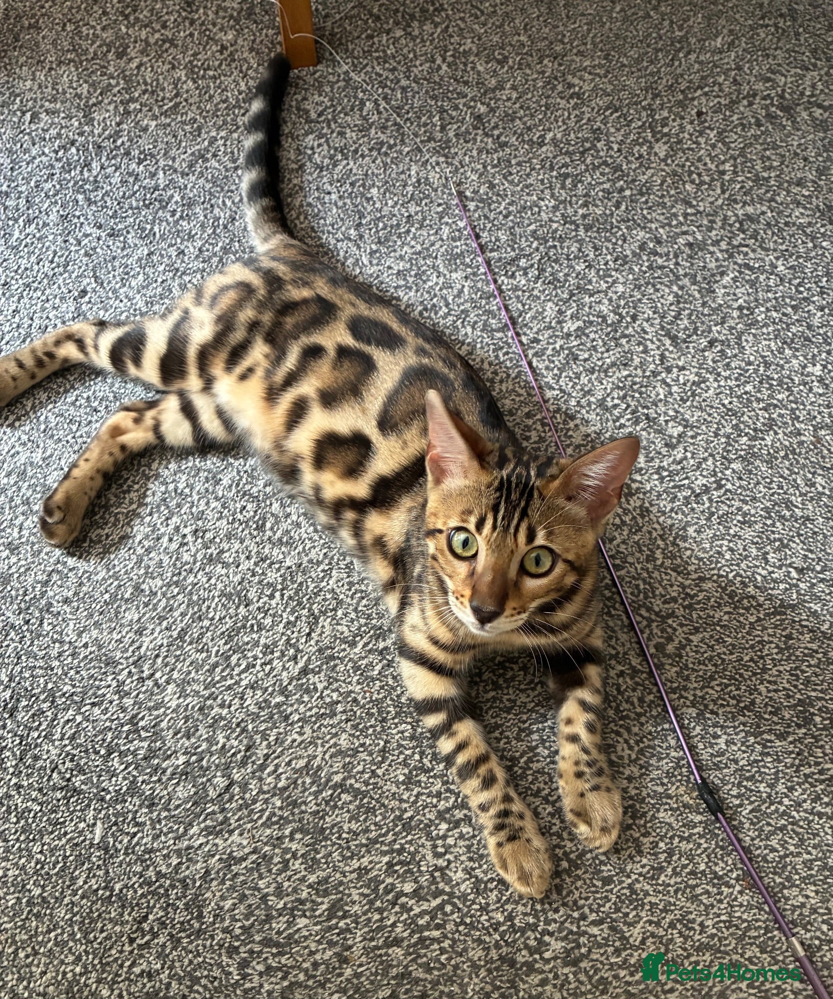 Bengal cats Gorgeous bengal boy 4 months old - Advert 4