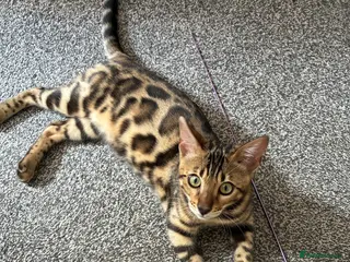 Bengal cats Gorgeous bengal boy 5 months old - Advert 1